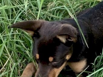 Australian Red and Tan Kelpie Pup