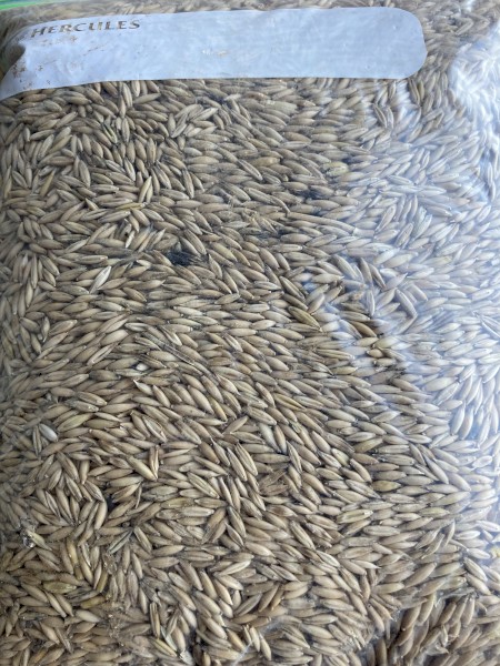 26.5mt Bannister Oats