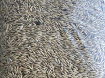 26.5mt Bannister Oats