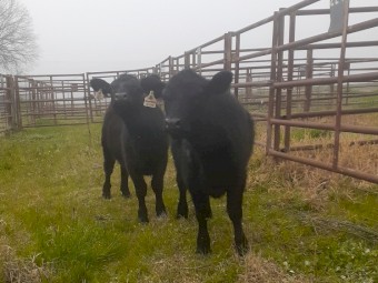 Stud Lowline heifers