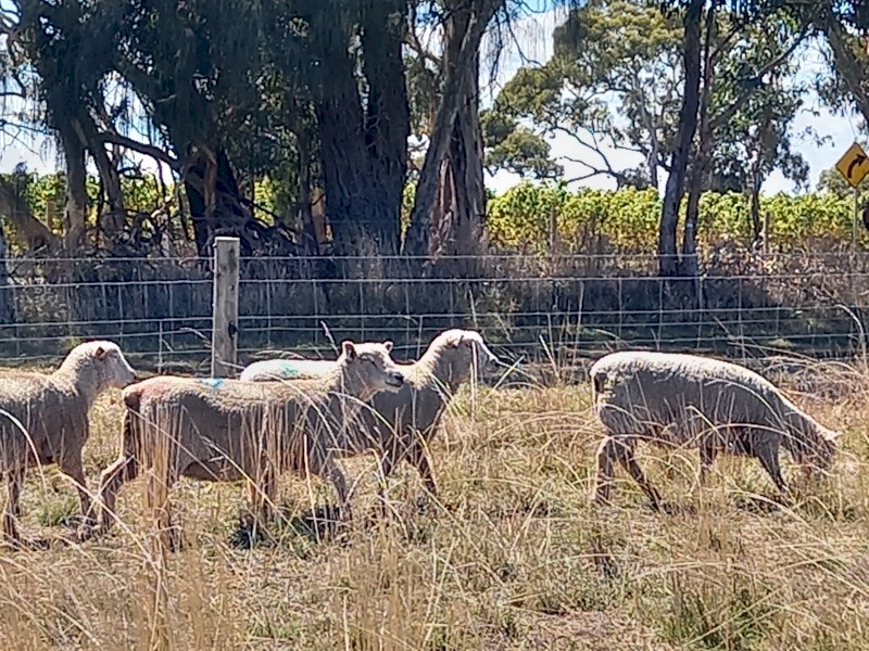 Purebred Southdown ewes mated to babydoll ram