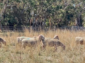 Purebred Southdown ewes mated to babydoll ram