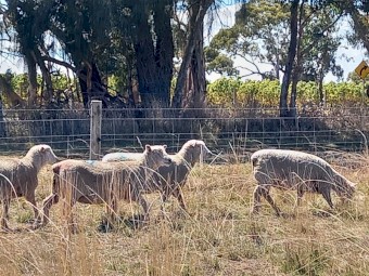 Purebred Southdown ewes mated to babydoll ram