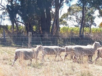 Purebred Southdown ewes mated to babydoll ram
