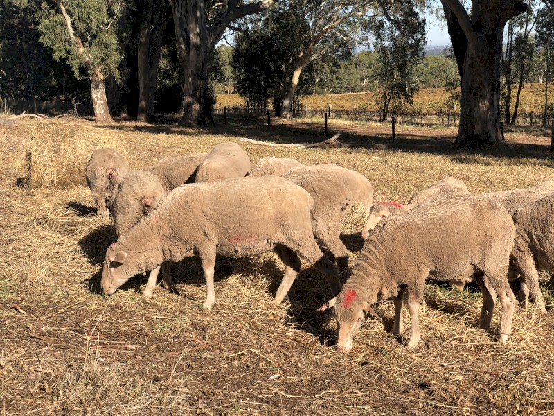 27x Merino ewes 1.5 year old.