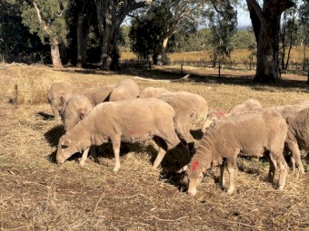27x Merino ewes 1.5 year old.