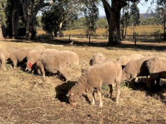 27x Merino ewes 1.5 year old.