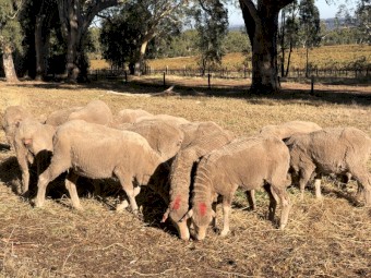 27x Merino ewes 1.5 year old.