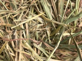 Oaten Hay 8x4x3 Bales