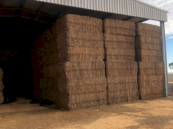 Vetch Hay 8X4X3