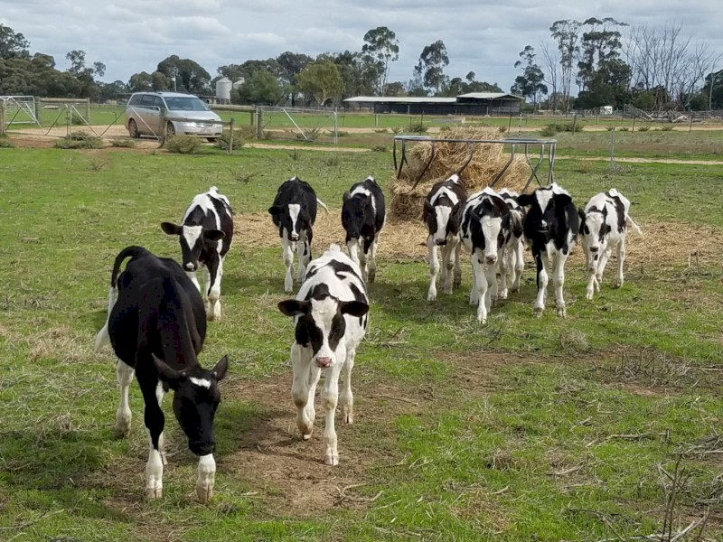 Freisian Bull/Steer Calves