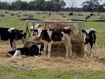 Freisian Bull/Steer Calves