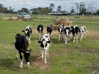 Freisian Bull/Steer Calves