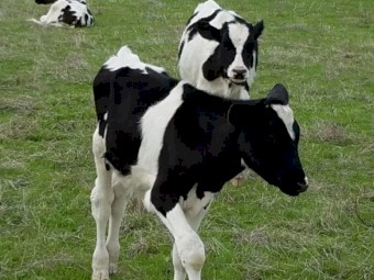 Freisian Bull/Steer Calves