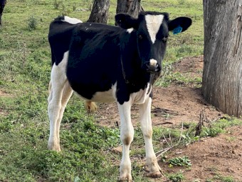 Dairy cattle steers for sale