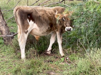 Dairy cattle steers for sale