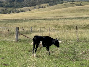 Dairy cattle steers for sale