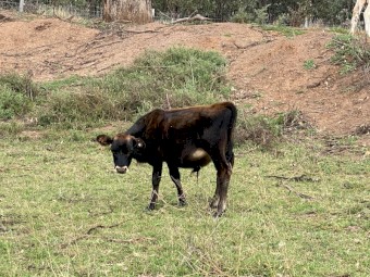 Dairy cattle steers for sale