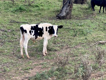 Dairy cattle steers for sale