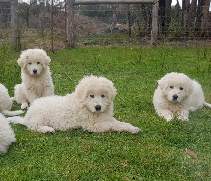 Maremma Livestock Guardian Pups