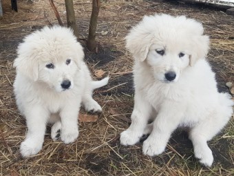 Maremma Livestock Guardian Pups