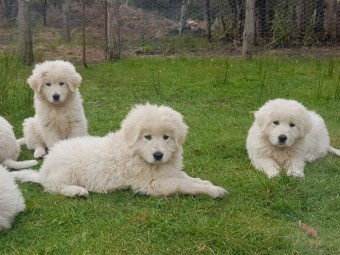 Maremma Livestock Guardian Pups