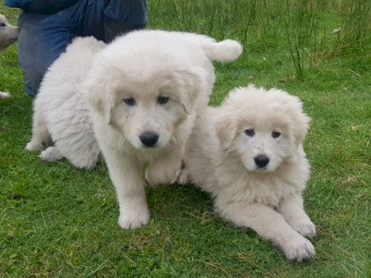 Maremma Livestock Guardian Pups