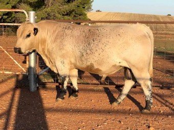 High pedigree speckle park stud bull