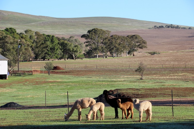 2 Young Female Alpacas for sale AAA registered