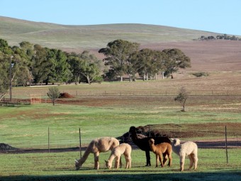 2 Young Female Alpacas for sale AAA registered