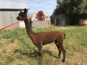 2 Young Female Alpacas for sale AAA registered