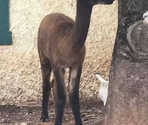 2 Young Female Alpacas for sale AAA registered