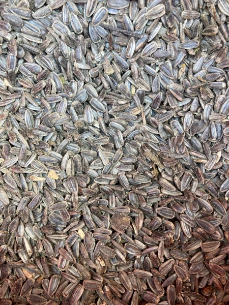 15mt Black Sunflower