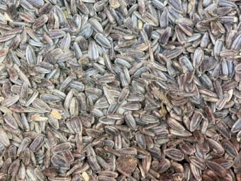 15mt Black Sunflower