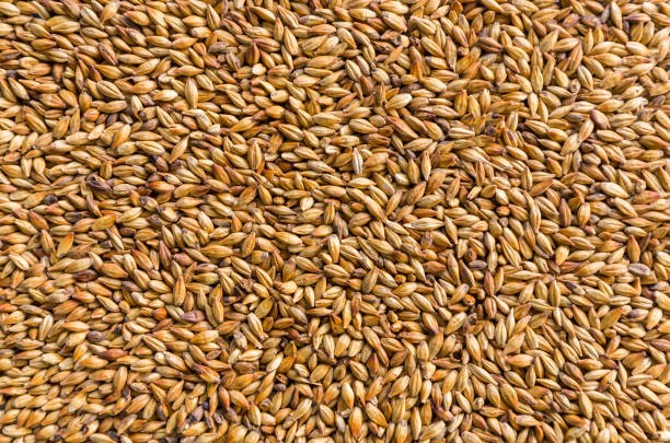 WANTED Hindmarsh Barley 10-15mt