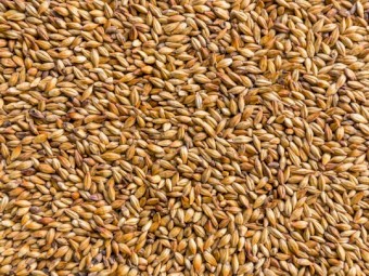 WANTED Hindmarsh Barley 10-15mt