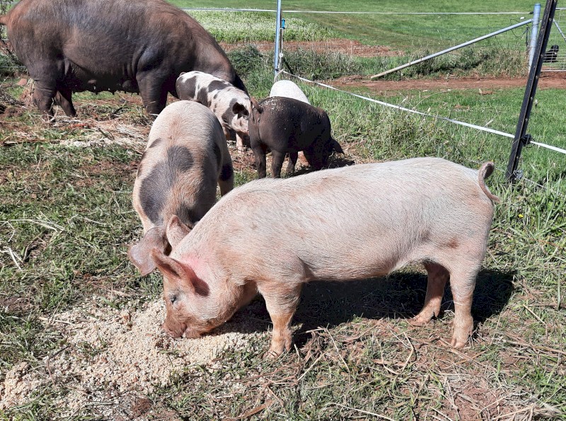 Large black cross landrace piglets