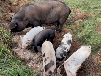 Large black cross landrace piglets