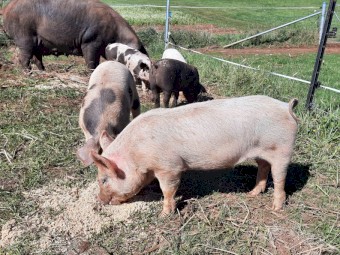 Large black cross landrace piglets