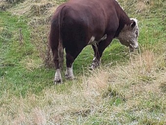 Hereford bull