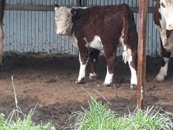 Hereford bull