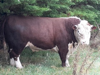 Hereford bull