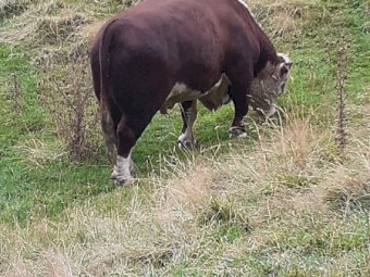 Hereford bull