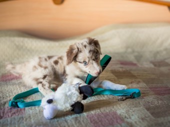 Male and females Australian shepherd available. 