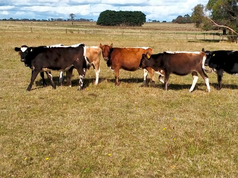 Backline Cross Bred Heifer & Steers (Similar to Speckle Park)