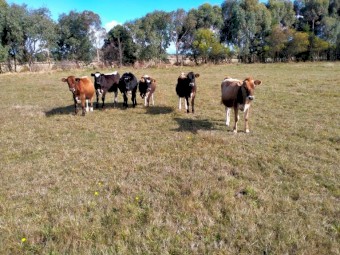 Backline Cross Bred Heifer & Steers (Similar to Speckle Park)