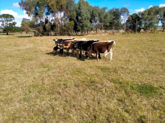 Backline Cross Bred Heifer & Steers (Similar to Speckle Park)