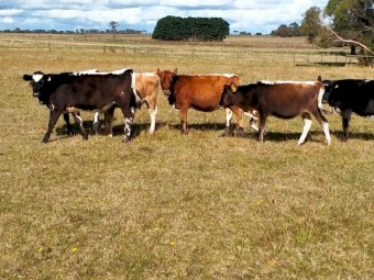 Backline Cross Bred Heifer & Steers (Similar to Speckle Park)