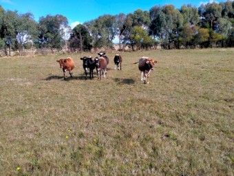Backline Cross Bred Heifer & Steers (Similar to Speckle Park)
