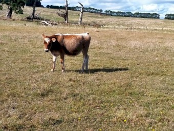 Backline Cross Bred Heifer & Steers (Similar to Speckle Park)